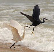 Aigrette des récifs