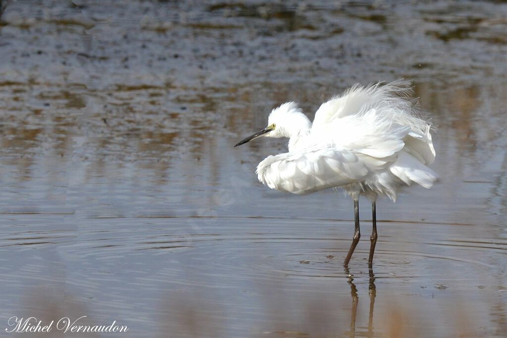 Aigrette garzette