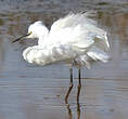 Aigrette garzette