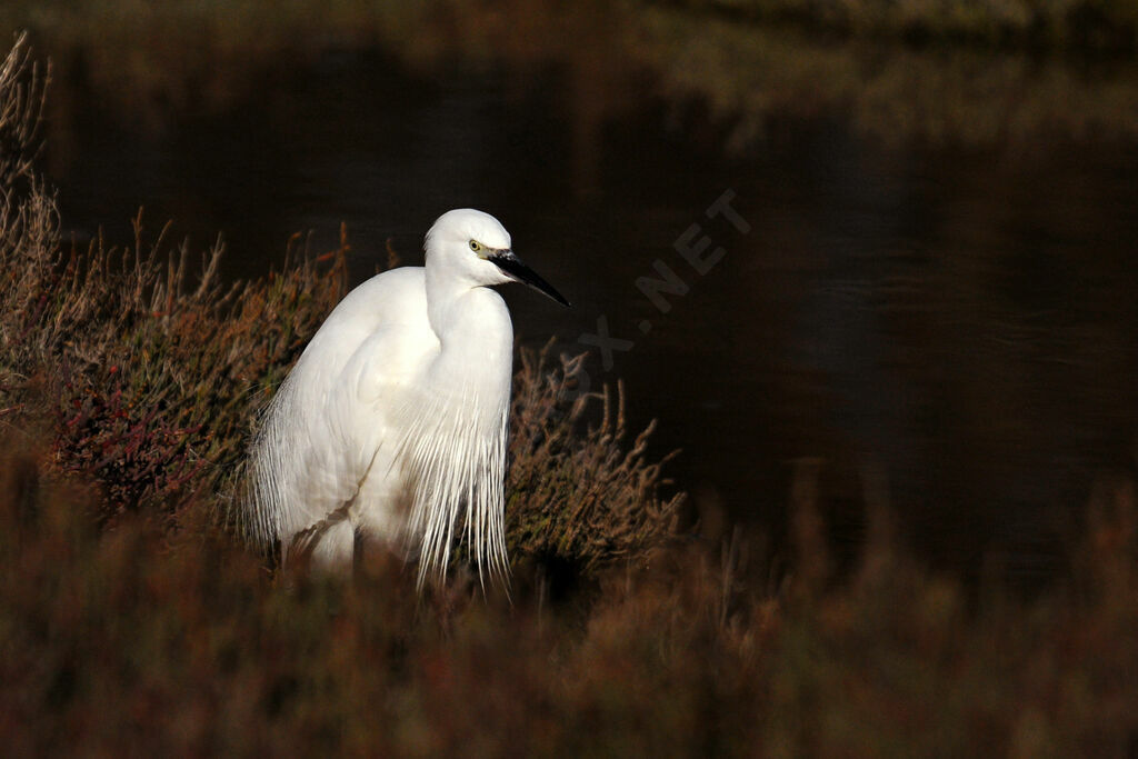 Aigrette garzette