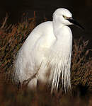 Aigrette garzette