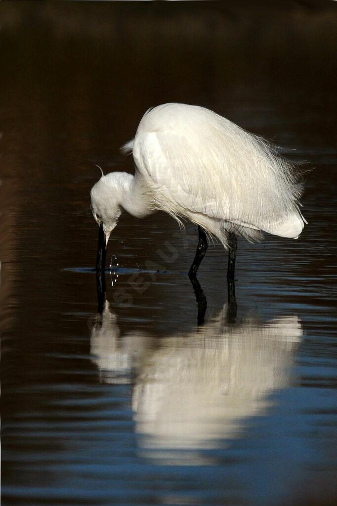 Little Egret