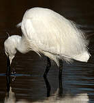 Aigrette garzette