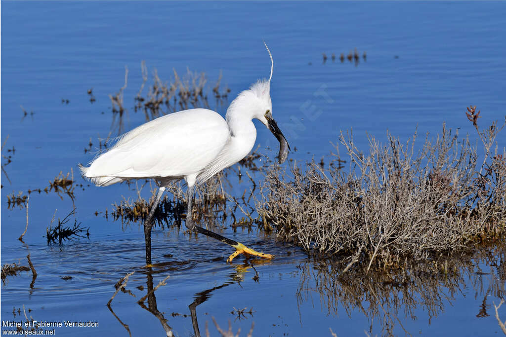 Little Egret