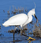 Aigrette garzette