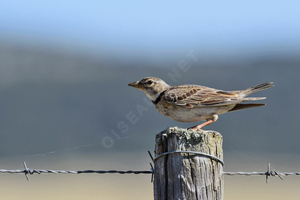 Calandra Lark