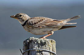 Calandra Lark