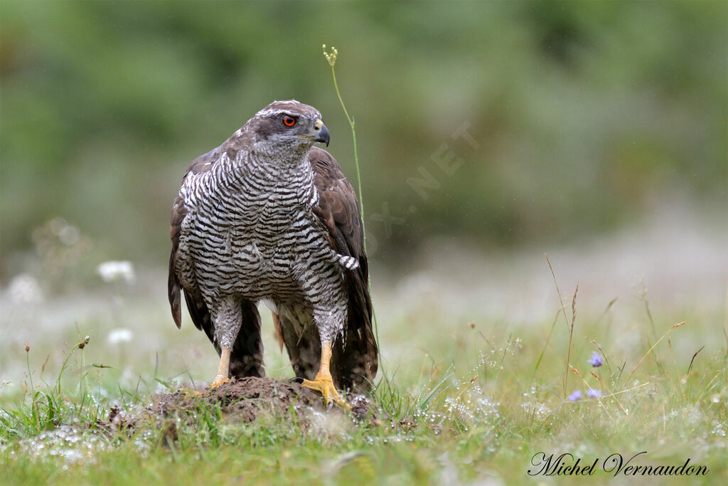 Northern Goshawkadult