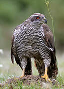 Northern Goshawk