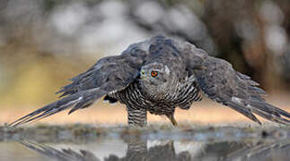 Eurasian Goshawk