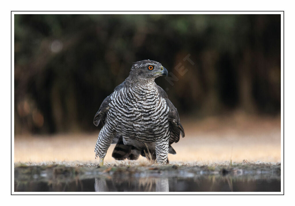 Northern Goshawkadult