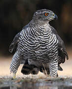 Eurasian Goshawk