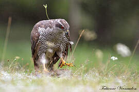 Eurasian Goshawk