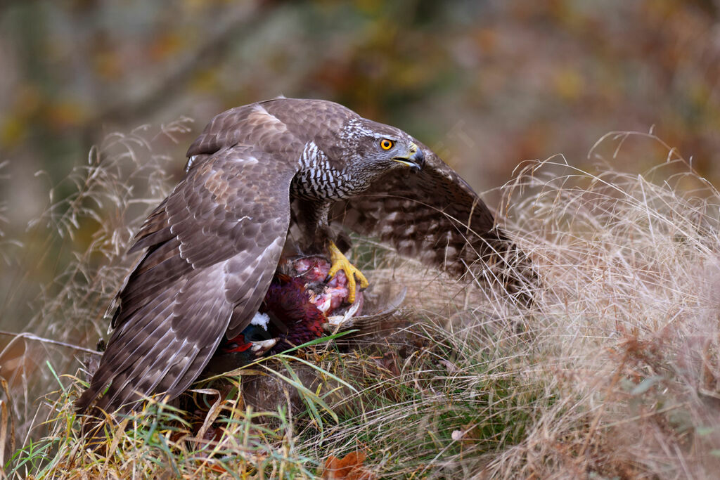 Eurasian Goshawk