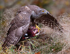 Northern Goshawk