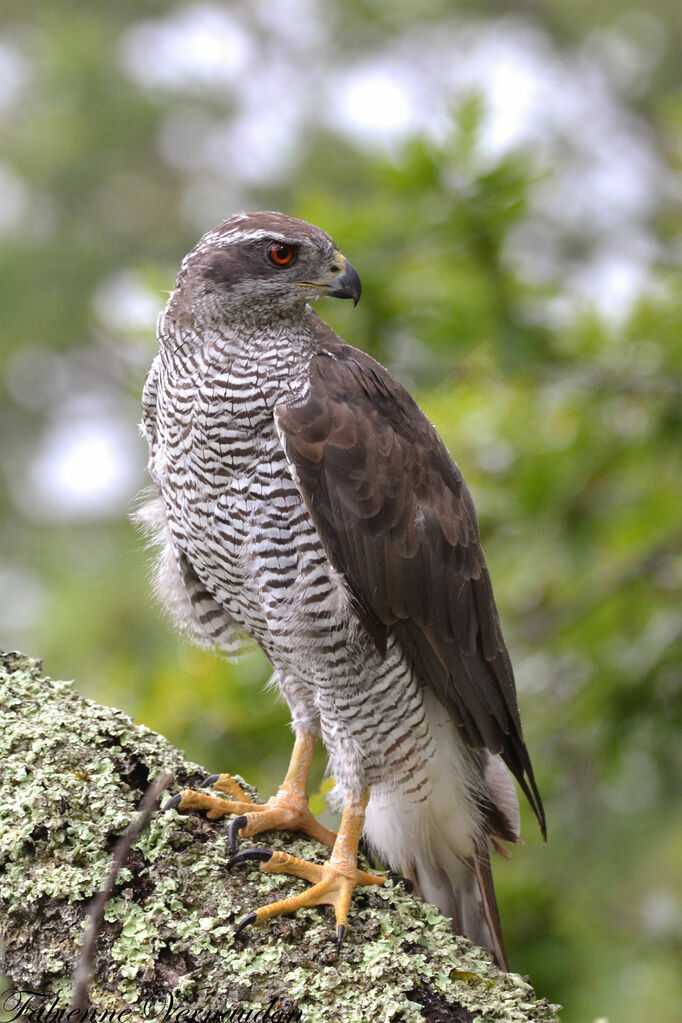 Eurasian Goshawk male adult