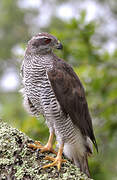 Eurasian Goshawk