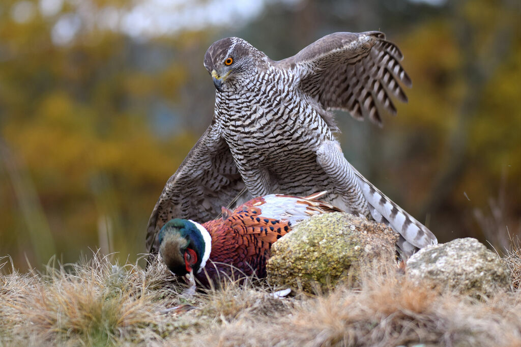 Northern Goshawk