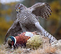 Eurasian Goshawk