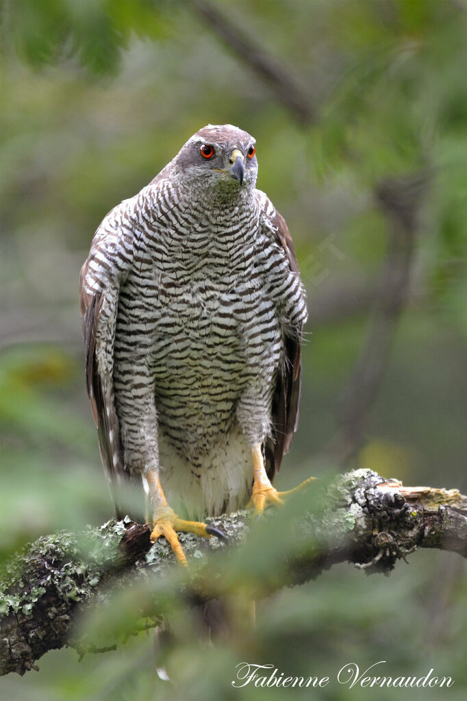 Northern Goshawk male adult