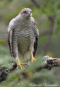 Eurasian Goshawk