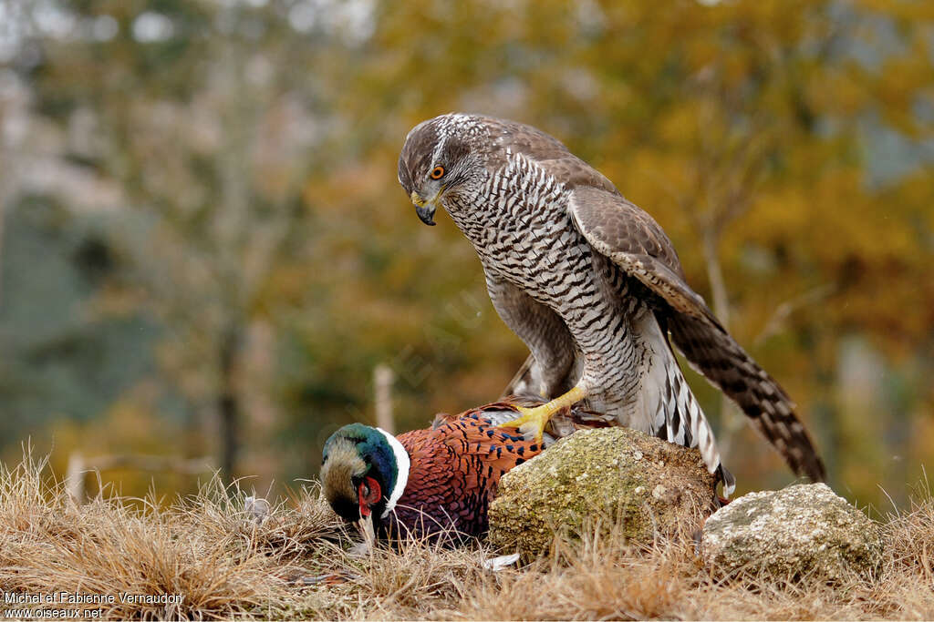 Northern Goshawkadult, fishing/hunting, Behaviour