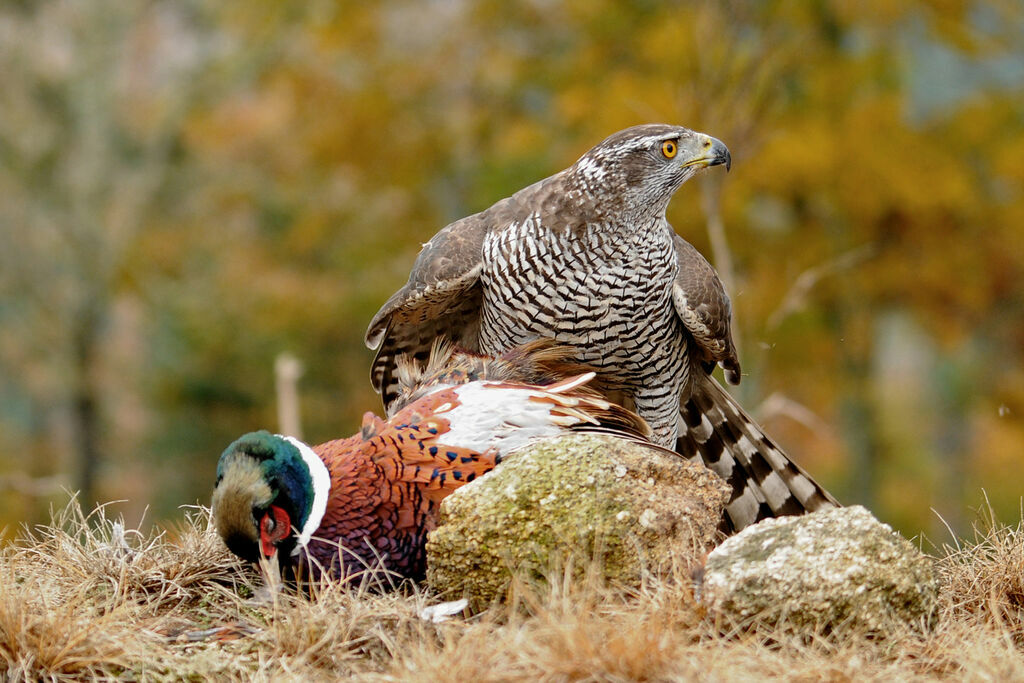 Eurasian Goshawk