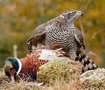 Northern Goshawk