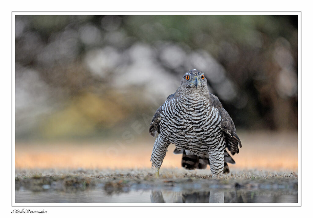 Northern Goshawkadult