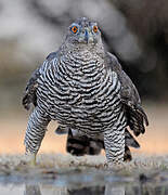 Eurasian Goshawk