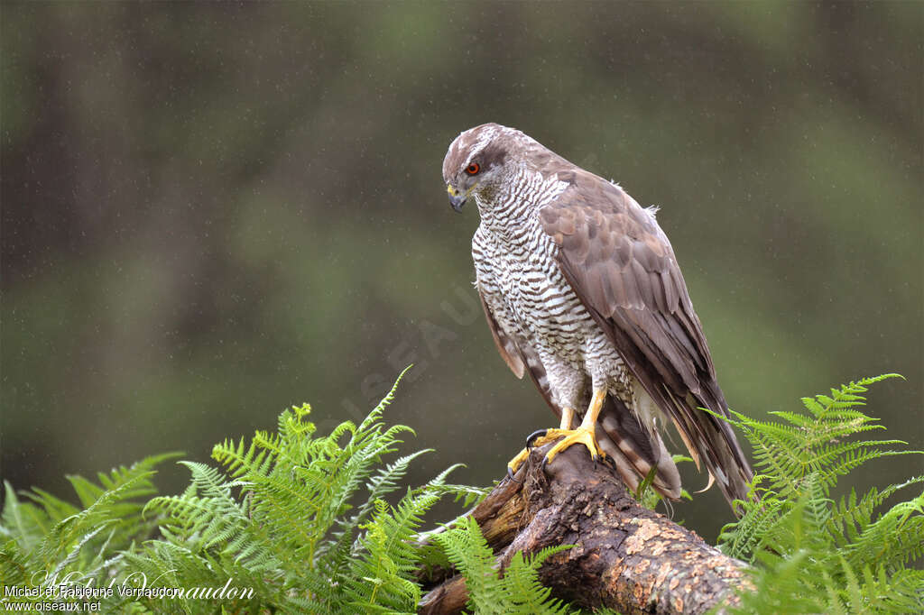 Eurasian Goshawkadult, identification