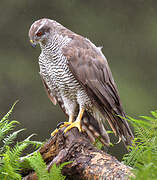 Eurasian Goshawk