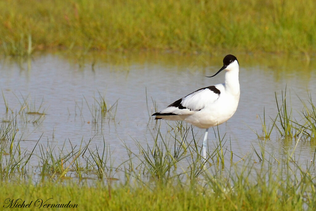 Avocette élégante