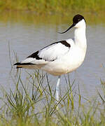 Avocette élégante