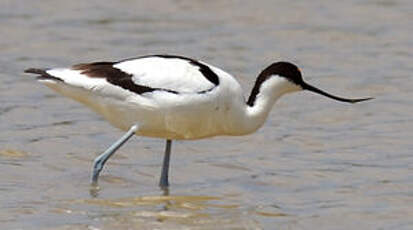 Avocette élégante