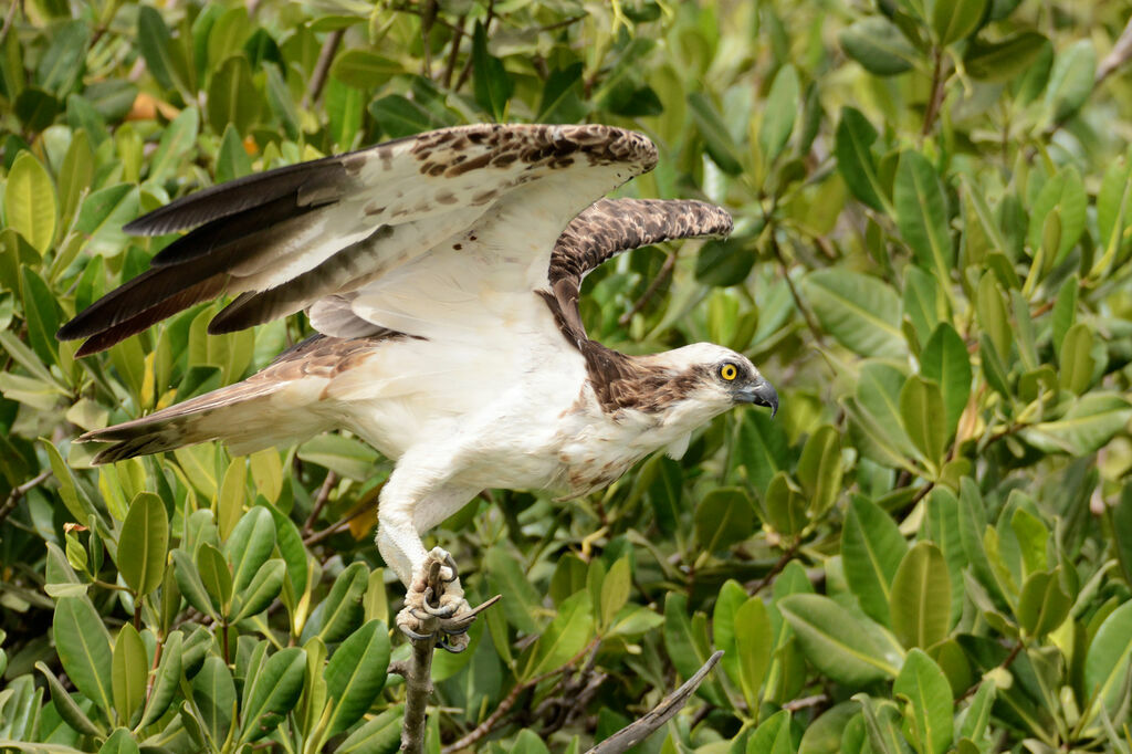 Western Osprey, Flight