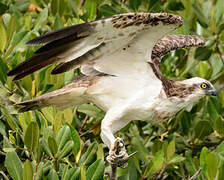 Western Osprey