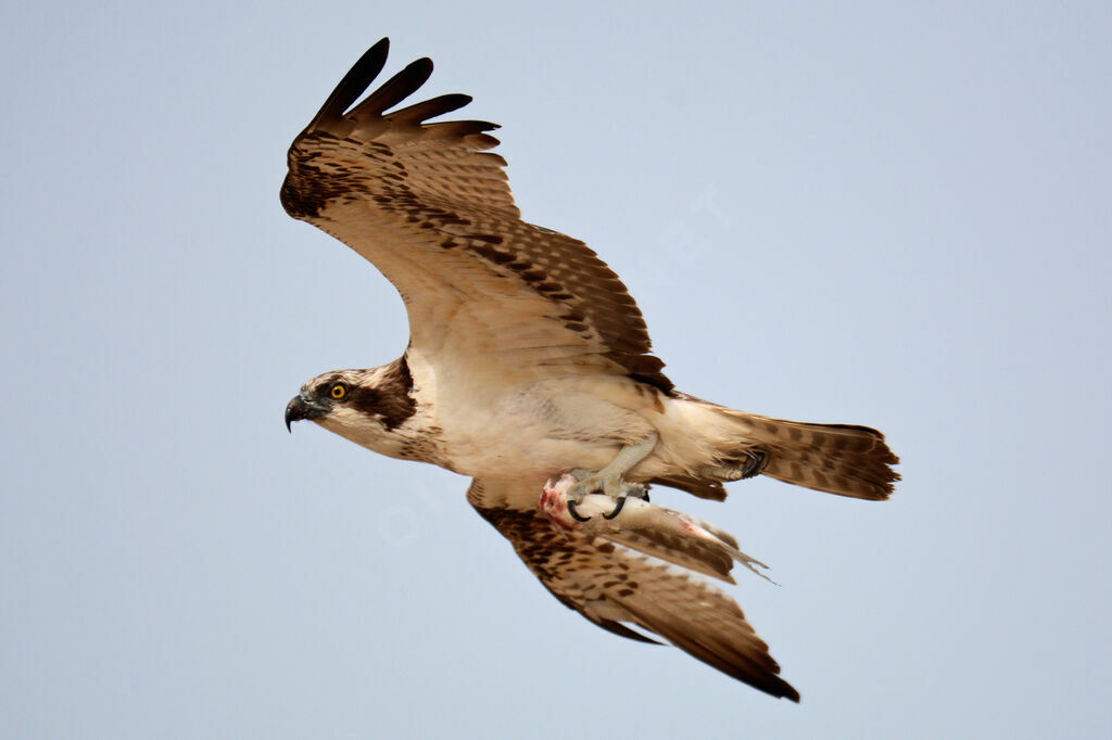 Western Osprey, Flight