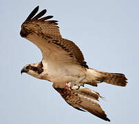 Western Osprey