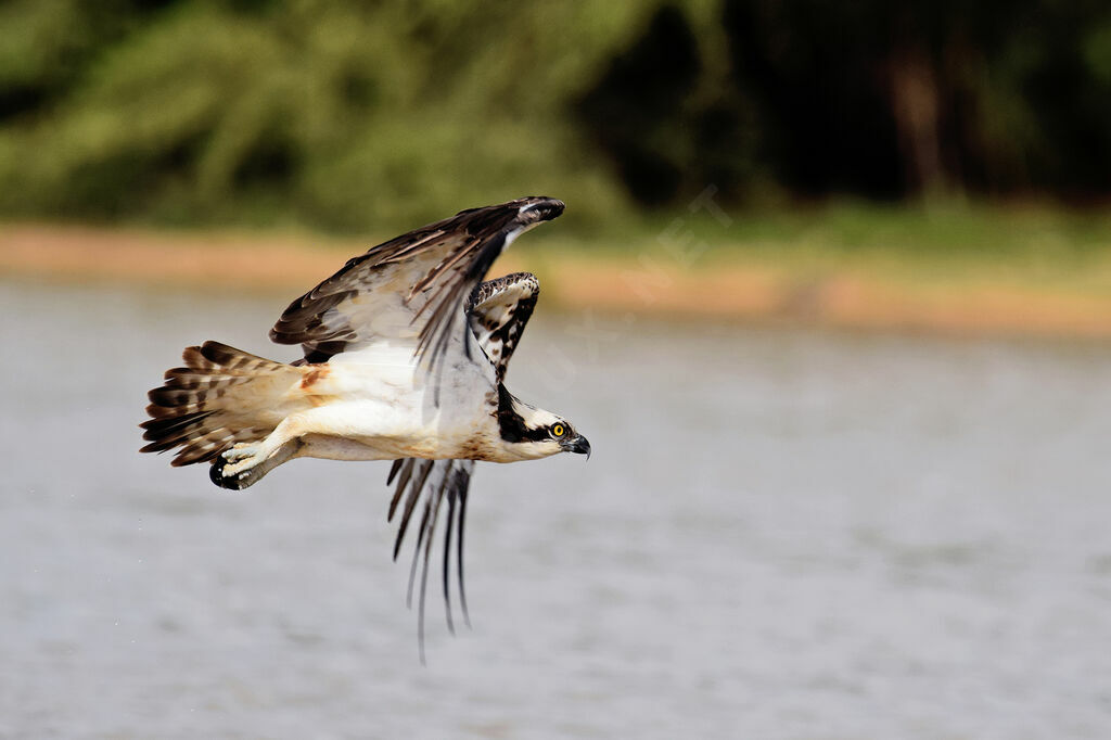 Balbuzard pêcheuradulte