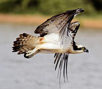 Western Osprey