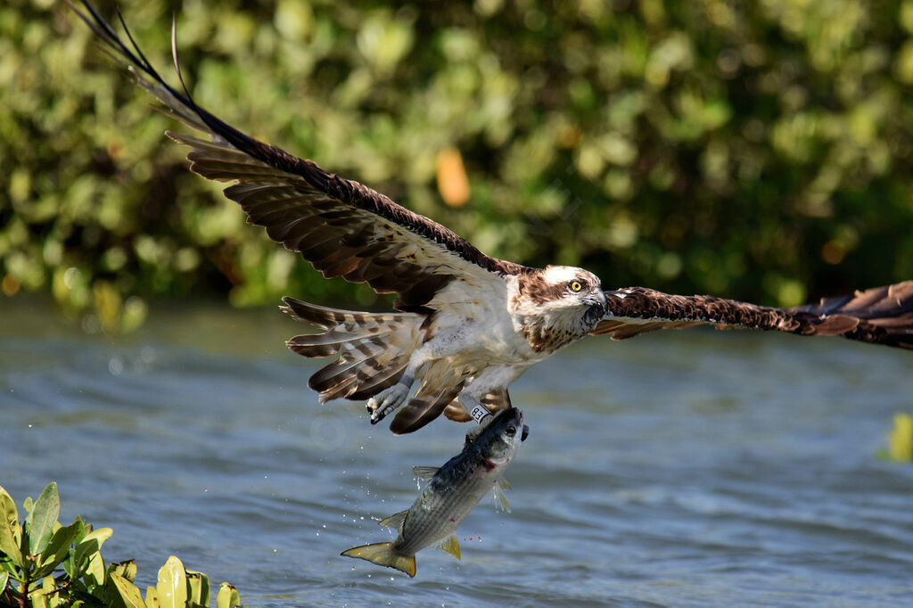 Western Ospreyadult