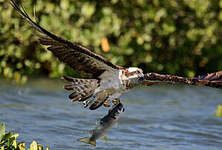 Balbuzard pêcheur