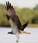 Western Osprey