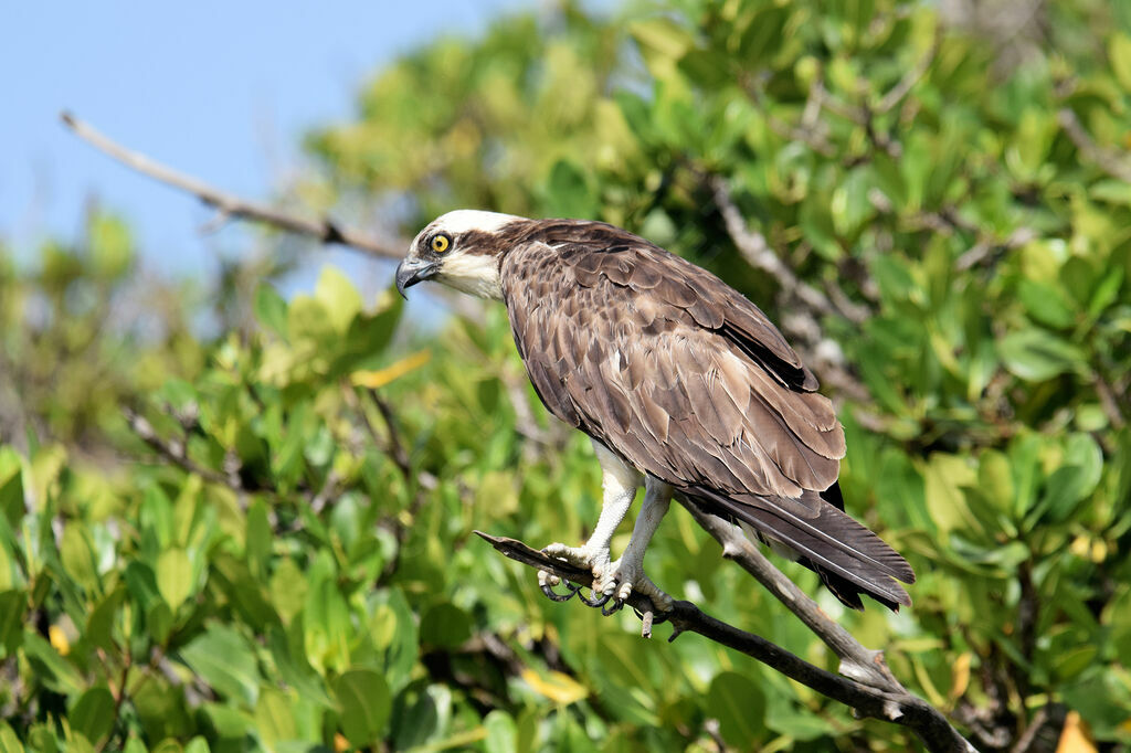 Western Ospreyadult