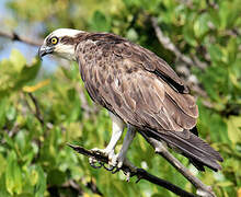 Western Osprey