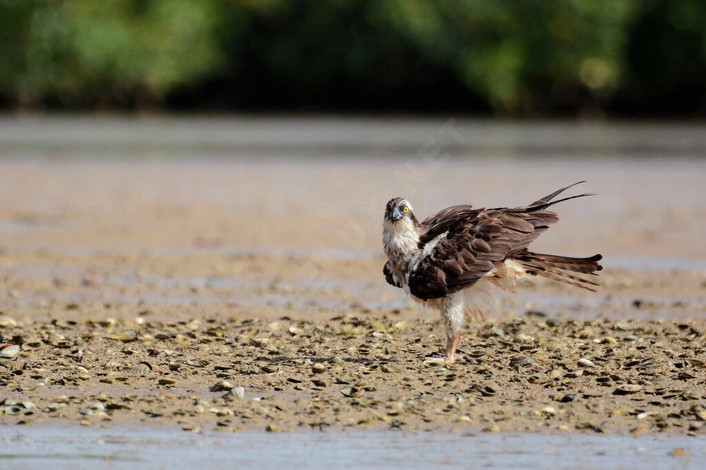 Western Ospreyadult