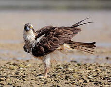 Western Osprey