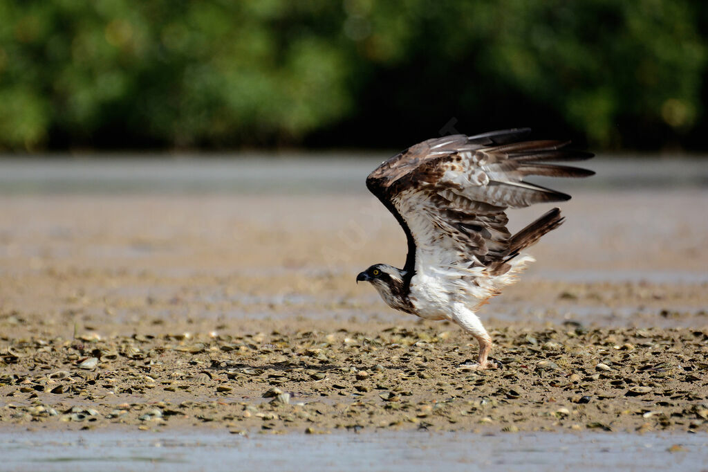 Balbuzard pêcheuradulte