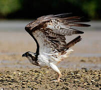 Western Osprey